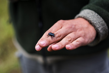 Marked black beetle walking on a hand