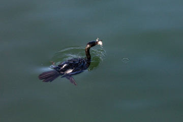 Pelagic Cormorant bird