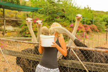 Caucasian young woman feeds a group of ostriches in Oudtshoorn, Western Cape, South Africa. Female...
