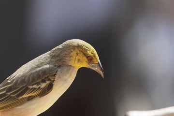 Village weaver (Ploceus cucullatus)