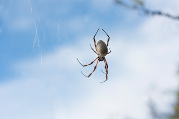 Spider in a web against the sky background.