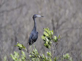Little Blue Heron Perched in Trees