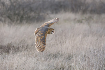 Barn owl hunting
