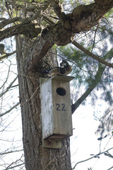 Wood duck nest