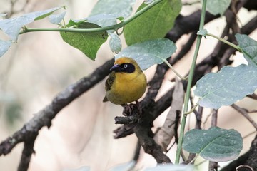 Northern masked weaver bird (Ploceus taeniopterus)