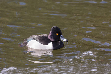 Fototapeta premium Ring necked duck