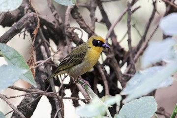 Northern masked weaver bird (Ploceus taeniopterus)