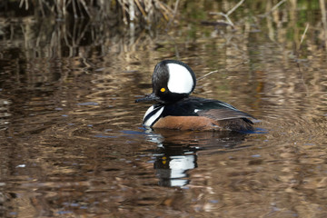 Hooded merganser duck
