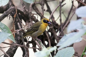 Northern masked weaver bird (Ploceus taeniopterus)