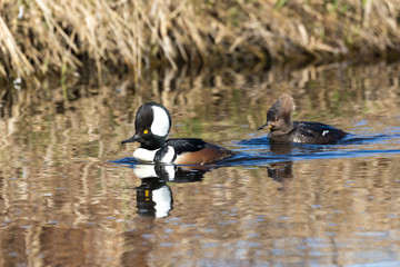 Hooded merganser duck