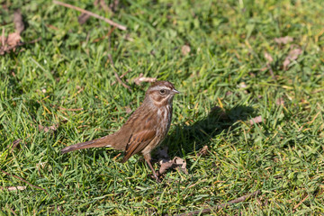 Song sparrow bird