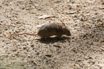 Brown House Mouse