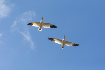 snow goose  migration
