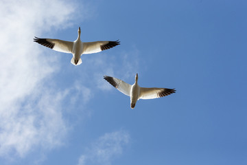 snow goose  migration