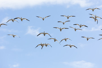 snow goose  migration