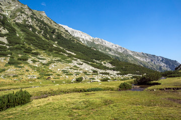 Fototapeta na wymiar Amazing Landscape with mountain river, Pirin Mountain, Bulgaria