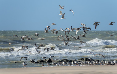 M&ouml;wen am Strand