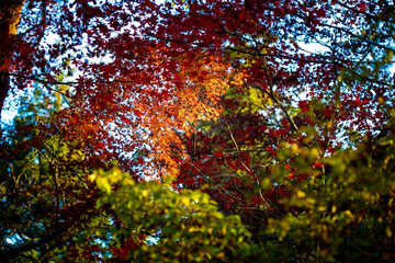 秋の紅葉