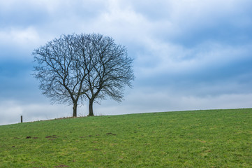 Fototapeta na wymiar Baum auf Wiese