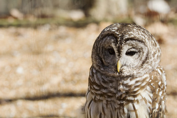 Barred Owl