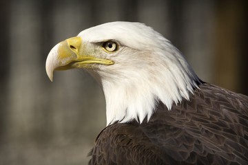 Fototapeta premium American Bald Eagle