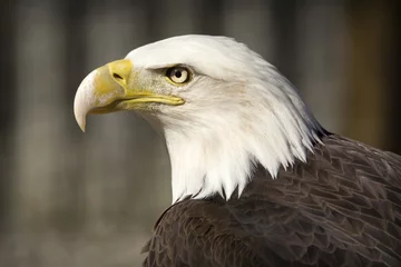 Foto op Plexiglas American Bald Eagle © Laura