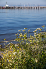 Obraz na płótnie Canvas Wildflowers beside beach with White Rock pier blurred in background.