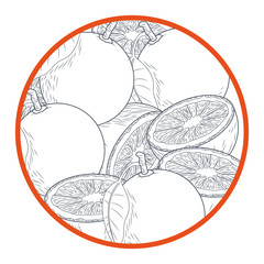 Oranges cut half hand drawing in black and white colors vector illustration