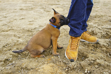 Angry Belgian Shepherd Malinois puppy with a blue collar sitting outdoors near human's legs and biting the jeans © Eudyptula