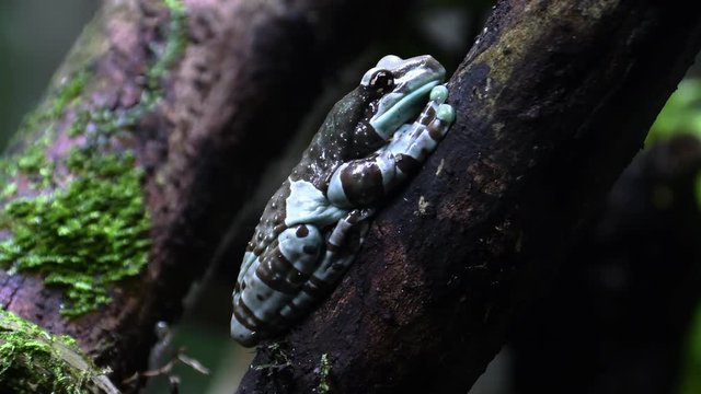 Amazon milk frog resting in twig