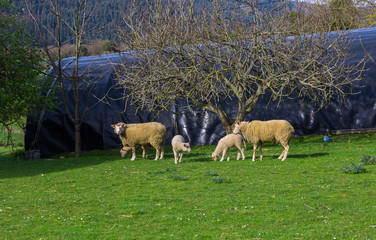 Free sheep in the field