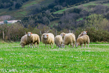 Free sheep in the field