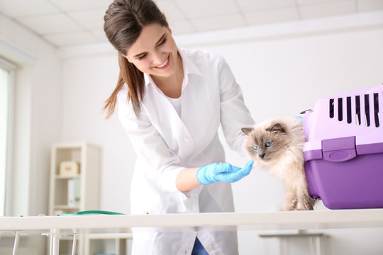 Young veterinarian with cat in clinic