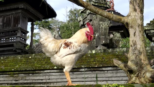 a rooster stands on a wall of a courtyard in bedugul village in bali, indonesia