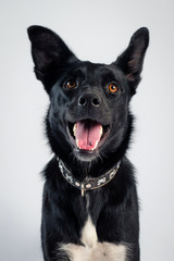 Portrait dog black