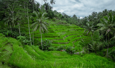 Fototapeta na wymiar Tegallagang Bali Paddy Field