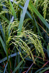 a fresh paddy field plant in Kedah state of Malaysia