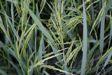 a paddy tree in Kedah malaysia