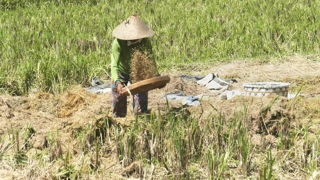 a 180p slow motion long shot of a woman winnowing rice in a balinese field