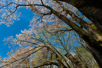 山桜と里山