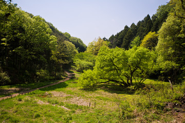 Obraz premium 春の谷地