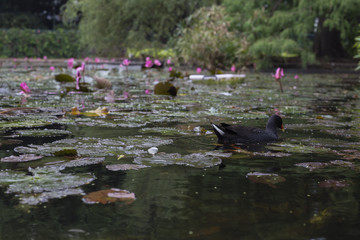 Botanical Pond