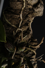 bark branches dark abstraction black background