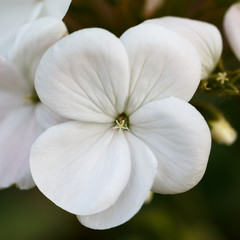 Fototapeta na wymiar simple white flower with big petals