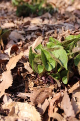 ウスバサイシン