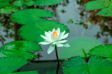 lotus flower in lake