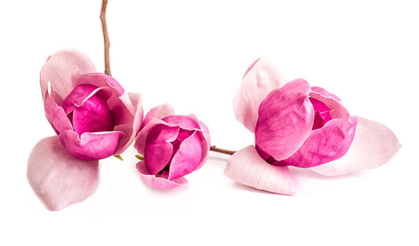 Fototapeta Close up pink and purple tree branch with chinese magnolia flowers isolated on white background
