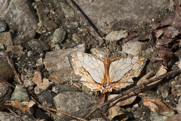 Common Map butterfly - mud puddling .