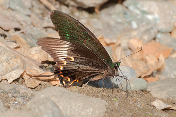 Common Mormon butterfly urinating on wet land