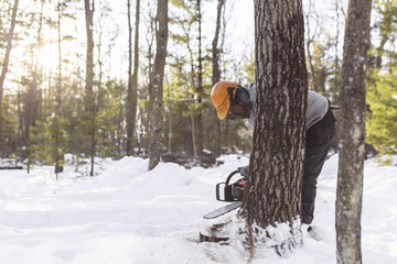 Lumberjack cutting tree trunk in forest during winter